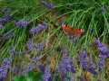 DSC_7778_web