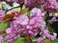 GAPN_19_web