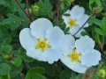 GAPN_27_web